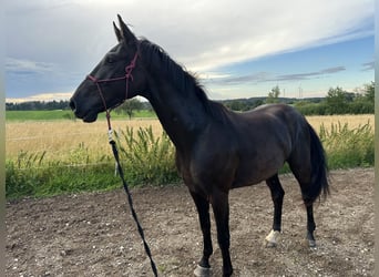 Cheval de selle allemand, Hongre, 4 Ans, 170 cm, Noir