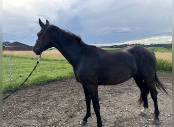 Cheval de selle allemand, Hongre, 4 Ans, 170 cm, Noir