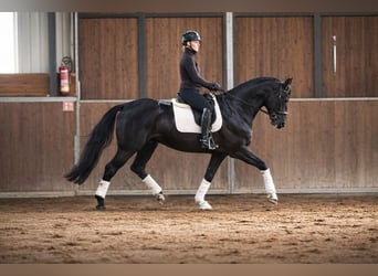 Cheval de selle allemand, Hongre, 4 Ans, 172 cm, Noir