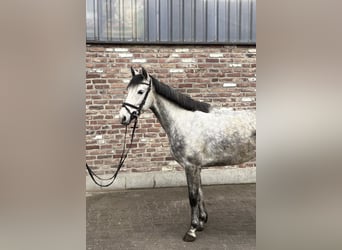 Cheval de selle allemand, Hongre, 5 Ans, 156 cm, Gris pommelé