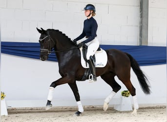 Cheval de selle allemand, Hongre, 5 Ans, 160 cm, Noir
