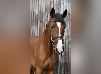 Cheval de selle allemand, Hongre, 5 Ans, 162 cm, Bai