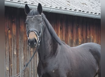 Cheval de selle allemand, Hongre, 5 Ans, 164 cm, Bai brun foncé