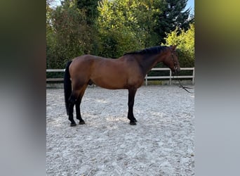 Cheval de selle allemand, Hongre, 5 Ans, 165 cm, Bai