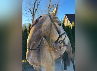 Cheval de selle allemand, Hongre, 5 Ans, 165 cm, Gris