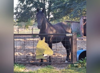 Cheval de selle allemand, Hongre, 5 Ans, 165 cm, Noir