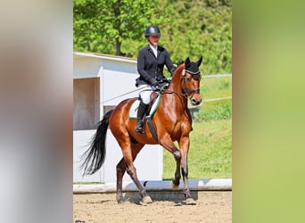 Cheval de selle allemand, Hongre, 5 Ans, 167 cm, Bai