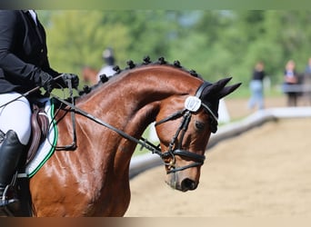 Cheval de selle allemand, Hongre, 5 Ans, 167 cm, Bai