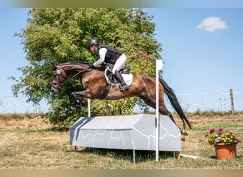 Cheval de selle allemand, Hongre, 5 Ans, 168 cm, Bai brun