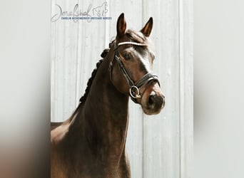 Cheval de selle allemand, Hongre, 5 Ans, 168 cm, Bai brun foncé