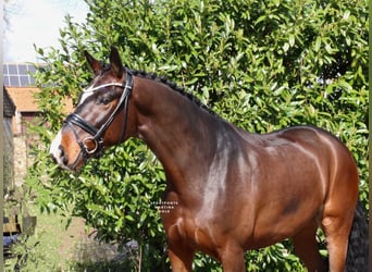 Cheval de selle allemand, Hongre, 5 Ans, 168 cm, Bai
