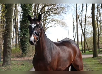 Cheval de selle allemand, Hongre, 5 Ans, 168 cm, Bai