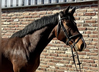 Cheval de selle allemand, Hongre, 5 Ans, 168 cm, Bai