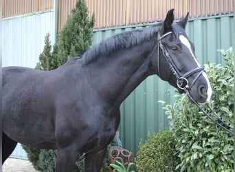 Cheval de selle allemand, Hongre, 5 Ans, 169 cm, Noir