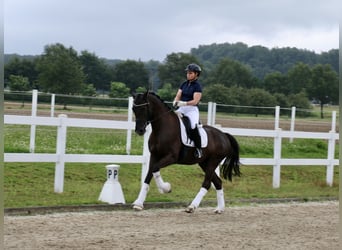 Cheval de selle allemand, Hongre, 5 Ans, 170 cm, Noir