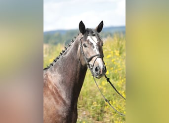 Cheval de selle allemand, Hongre, 5 Ans, 172 cm, Peut devenir gris