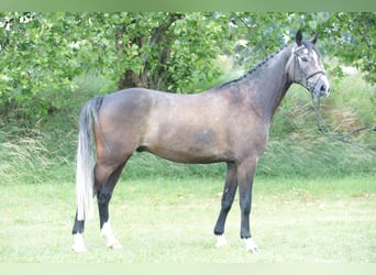 Cheval de selle allemand, Hongre, 5 Ans, 172 cm, Peut devenir gris