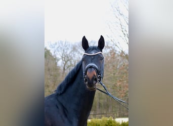Cheval de selle allemand, Hongre, 5 Ans, 178 cm, Bai brun foncé