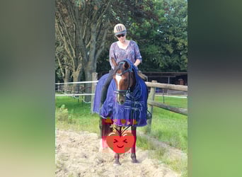 Cheval de selle allemand, Hongre, 6 Ans, 155 cm, Bai