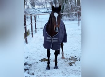 Cheval de selle allemand, Hongre, 6 Ans, 155 cm, Bai