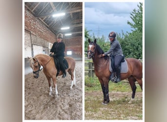 Cheval de selle allemand, Hongre, 6 Ans, 155 cm, Bai