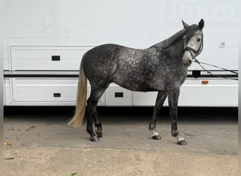 Cheval de selle allemand, Hongre, 6 Ans, 160 cm, Gris pommelé