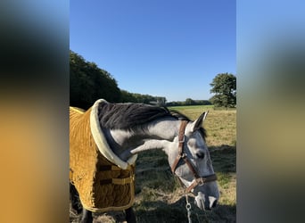 Cheval de selle allemand, Hongre, 6 Ans, 167 cm, Gris