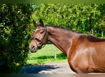 Cheval de selle allemand, Hongre, 6 Ans, 168 cm, Bai