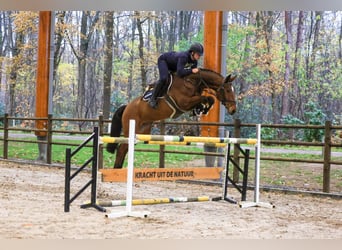 Cheval de selle allemand, Hongre, 6 Ans, 168 cm, Bai