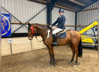 Cheval de selle allemand, Hongre, 6 Ans, 168 cm, Bai