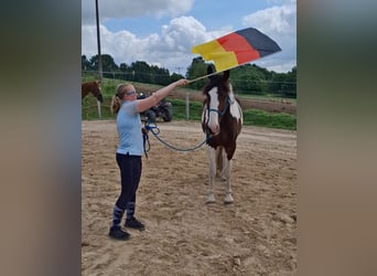 Cheval de selle allemand, Hongre, 6 Ans, 169 cm, Pinto