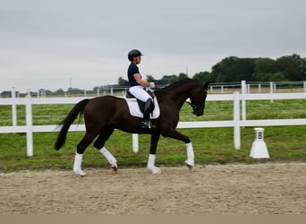 Cheval de selle allemand, Hongre, 6 Ans, 170 cm, Noir