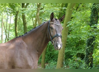 Cheval de selle allemand, Hongre, 6 Ans, 170 cm, Noir