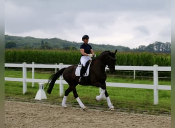 Cheval de selle allemand, Hongre, 6 Ans, 170 cm, Noir