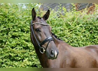 Cheval de selle allemand, Hongre, 6 Ans, 170 cm, Noir