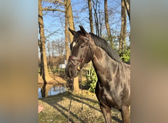 Cheval de selle allemand, Hongre, 6 Ans, 172 cm, Noir