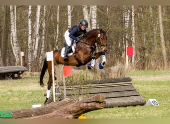 Cheval de selle allemand, Hongre, 6 Ans, 173 cm, Bai