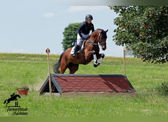 Cheval de selle allemand, Hongre, 6 Ans, 173 cm, Bai