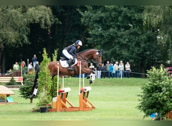 Cheval de selle allemand, Hongre, 6 Ans, 173 cm, Bai