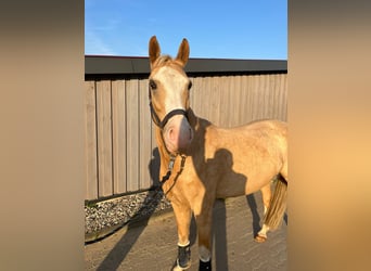 Cheval de selle allemand, Hongre, 7 Ans, 149 cm, Palomino