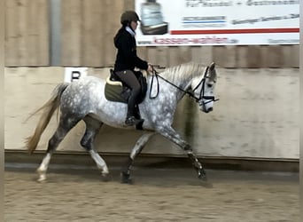 Cheval de selle allemand, Hongre, 7 Ans, 158 cm, Gris