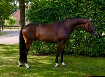 Cheval de selle allemand, Hongre, 7 Ans, 171 cm, Bai