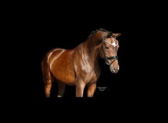 Cheval de selle allemand, Hongre, 7 Ans, 171 cm, Bai