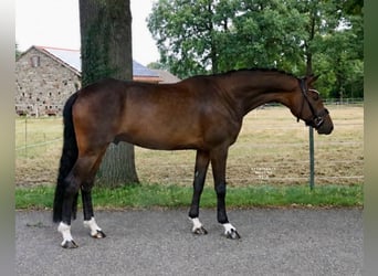 Cheval de selle allemand, Hongre, 7 Ans, 171 cm, Bai