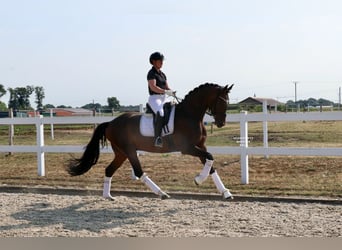 Cheval de selle allemand, Hongre, 7 Ans, 171 cm, Bai