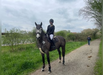Cheval de selle allemand, Hongre, 7 Ans, 172 cm, Gris