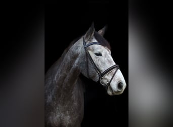 Cheval de selle allemand, Hongre, 7 Ans, 172 cm, Gris