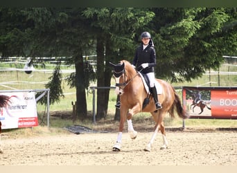 Cheval de selle allemand, Hongre, 7 Ans, 175 cm, Alezan