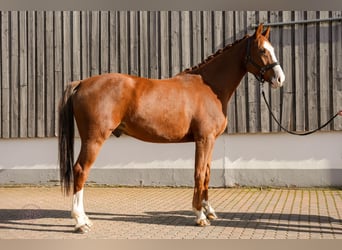 Cheval de selle allemand, Hongre, 7 Ans, 175 cm, Alezan