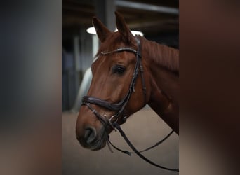 Cheval de selle allemand, Hongre, 7 Ans, 175 cm, Alezan